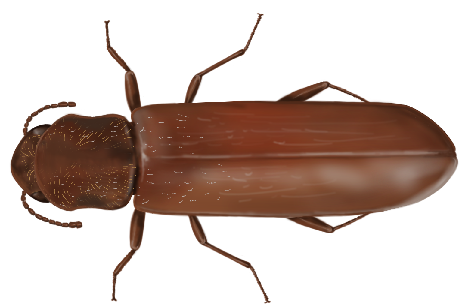 Wood infesting insects